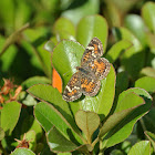 Phaon Crescent Butterfly