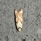 Cosmaresta Moth