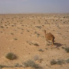 Dromedario o camello arábigo