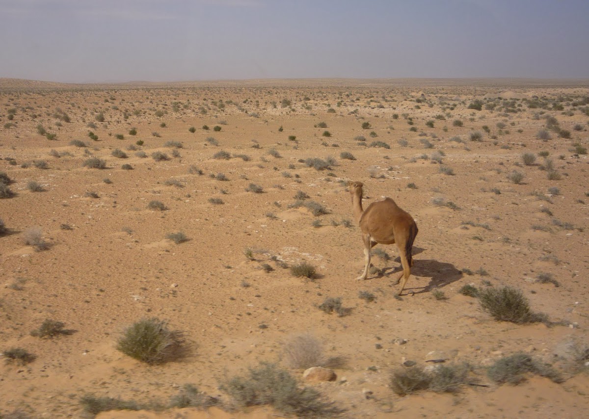 Dromedario o camello arábigo
