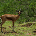 Indian Gazelle (local name:Chinkara)