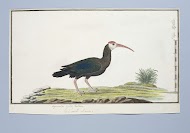 Geronticus calvus (Kaapse ibis)