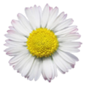 White Flower Live wallpaper logo