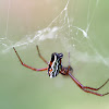 Basilica Spider