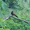 Greater Coucal