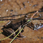 Mink Frog