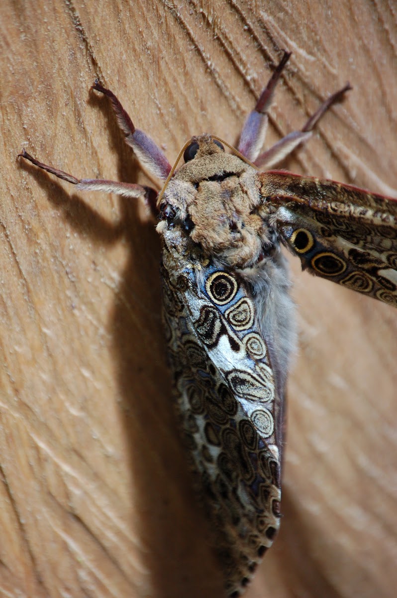 Orbicular Moth?