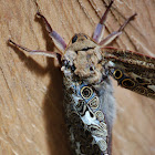 Orbicular Moth?