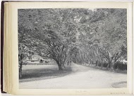 Gezicht in de Sennah Allee, Langkat Sumatra