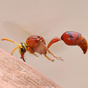 Potter wasp
