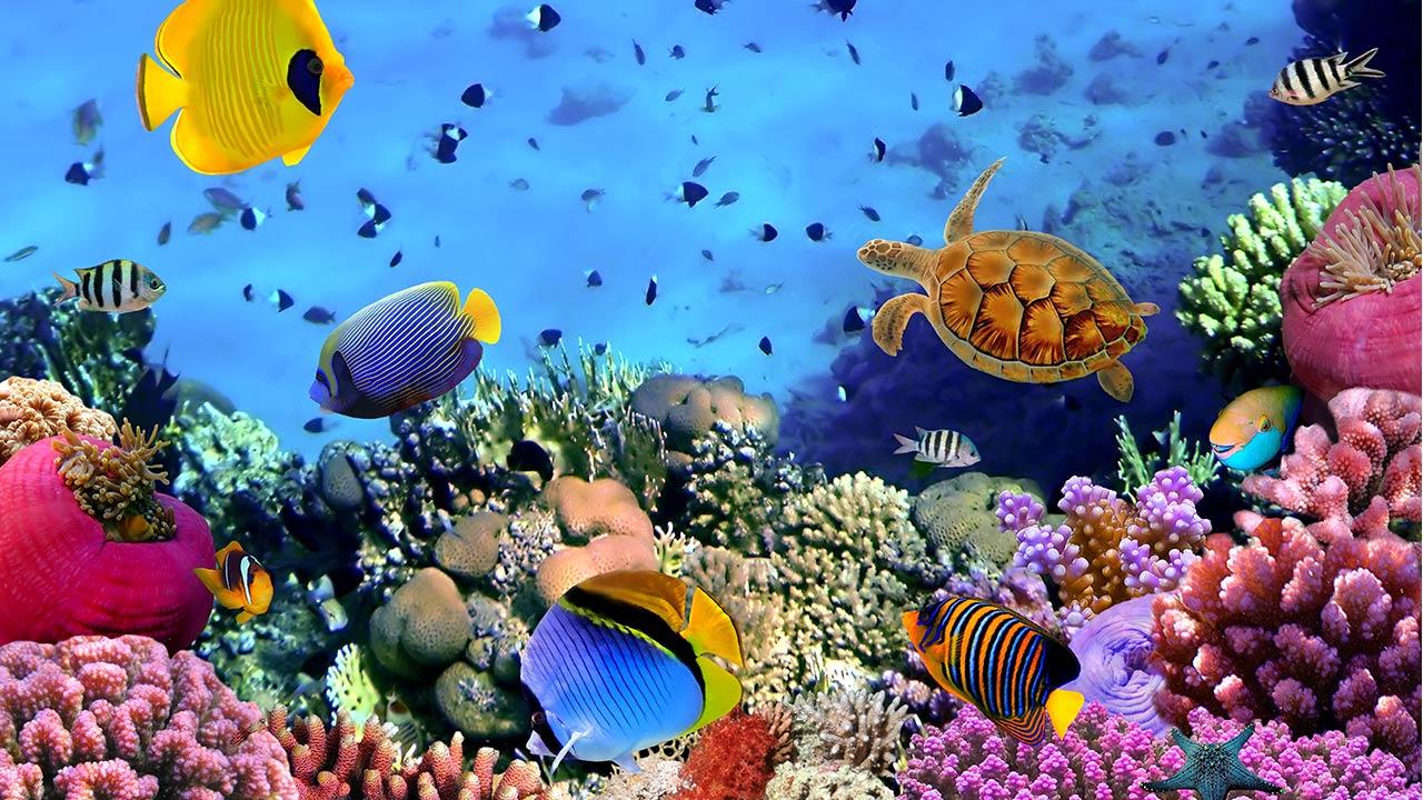 Ocean Fish  Live  Wallpaper  Android Apps on Google Play