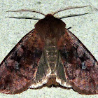Bronzed Cutworm Moth