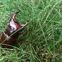 Reddish-brown Stag Beetle (male)