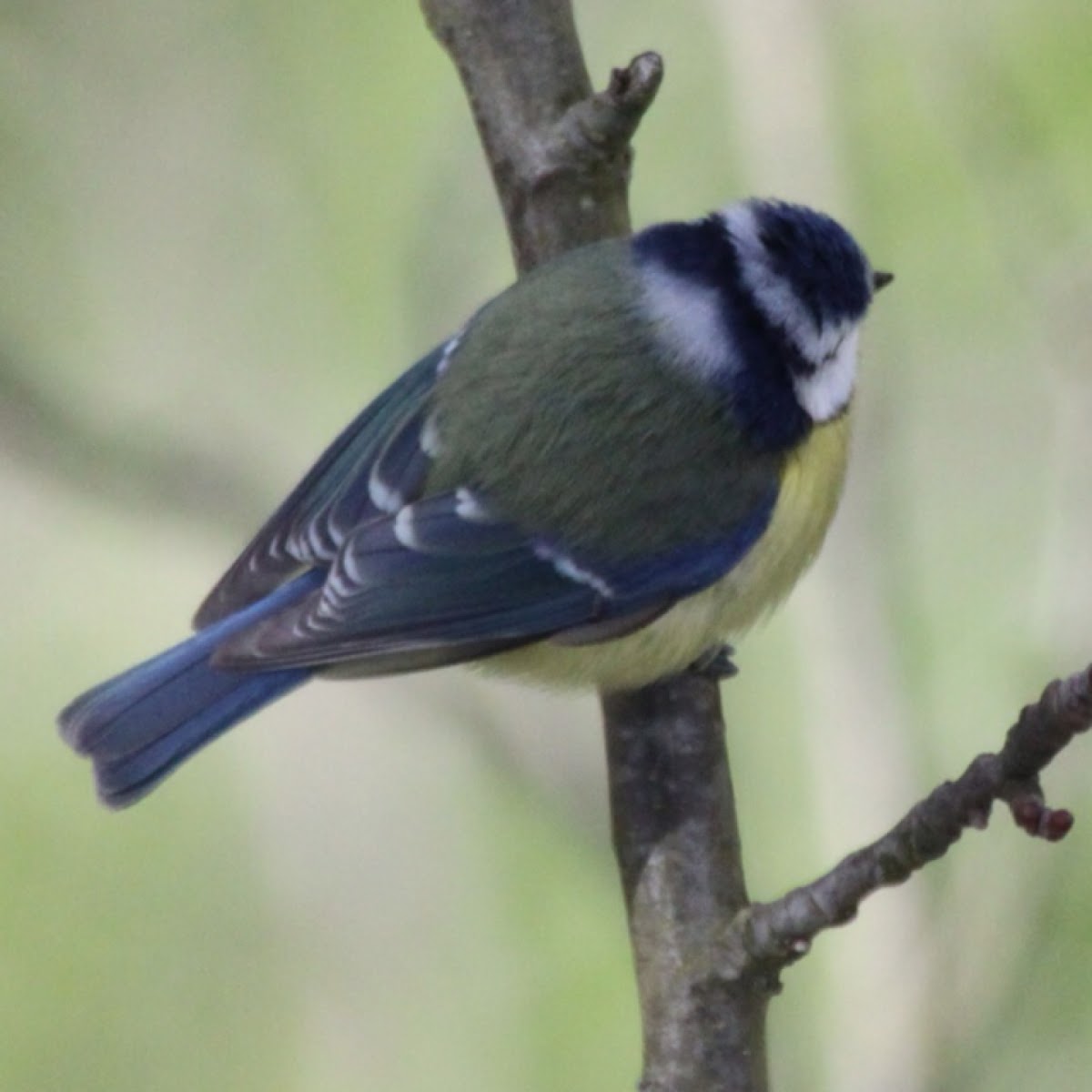 Blue Tit