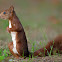Ardilla roja (Red squirrel)