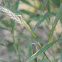 Virginia Rye Grass