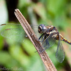 Crimson dropwing (female)