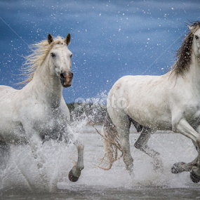 Freedom in Camargue by Federico Lenzi - Animals Horses