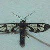 Wasp moth