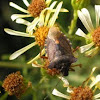 Forest shieldbug