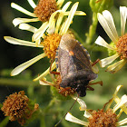 Forest shieldbug