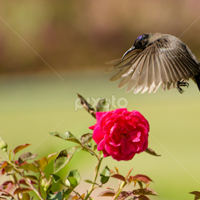 by Ani Das - Animals Birds