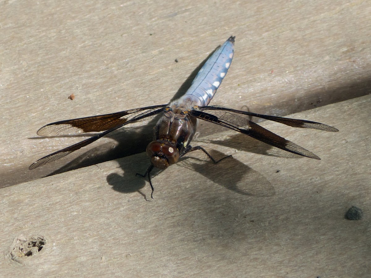 Common Whitetail dragonflies (young males)