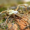 Oval-shaped Wolf Spider 