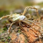 Oval-shaped Wolf Spider 