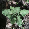 Burdock