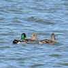 Mallard Ducks