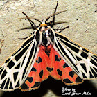 Virgin Tiger Moth