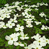 Flowering Dogwood