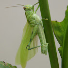 Shorthorned Grasshopper (nymph)