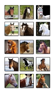 Horse Sounds and Ringtones