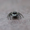 jumping spider 