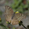 Chocolate Pansy