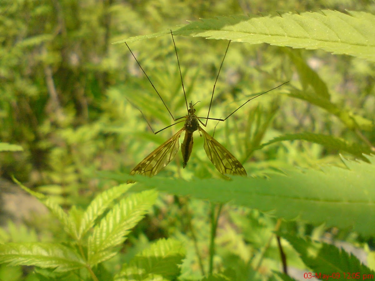 Giant Crane Fly