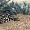 Common Kingsnake