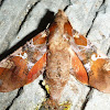 Falcifera Sphinx Moth