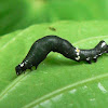 Gonodonta Caterpillar