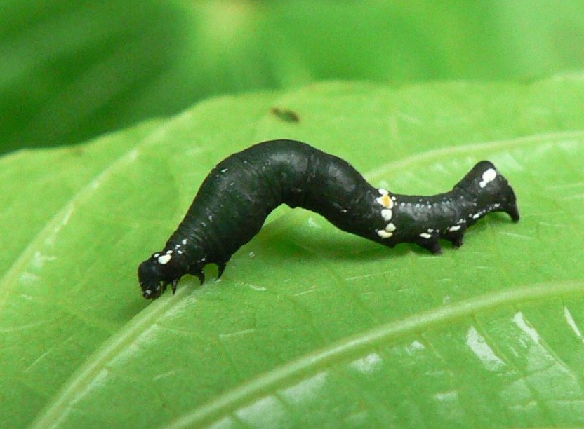 Gonodonta Caterpillar