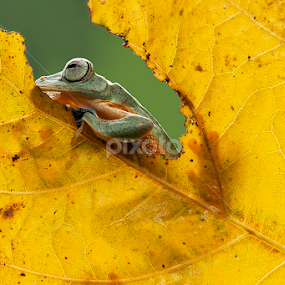 warm by Robert  Fly - Animals Amphibians