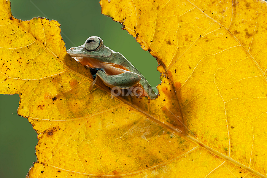 warm by Robert  Fly - Animals Amphibians