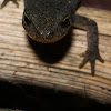 salamandra de costelas salientes