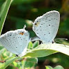 Eastern tailed-blue