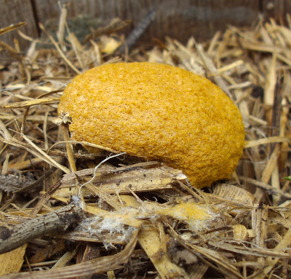Dogvomit slime mold Project Noah