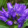 Purple clustered bellflower