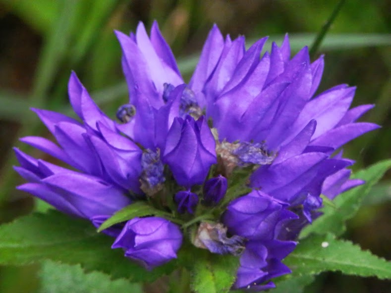 Purple clustered bellflower