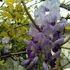 Chinese wisteria（紫藤）